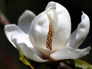 Magnolia blossom close up