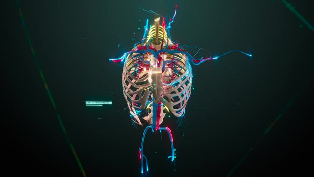 Human anatomy in augmented reality. Model displays whole structure and individual organs, bones, and muscles