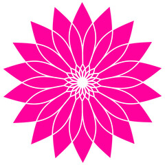 pink lotus flower