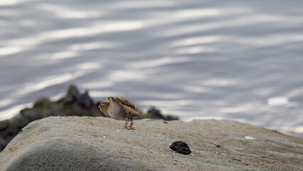 house sparrow
