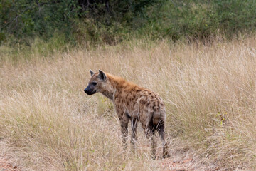 Single spotted hyena isolated in the African bush