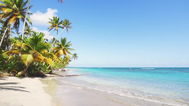 Bounty palm trees above the beach on a tropical idyllic paradise island. Exotic scenery for a dreamy and inspiring summer vacation. Beach nature concept. Turquoise waves on white sand. Palm heaven.
