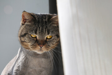 Funny cat of British breed sits on a windowsill behind a curtain