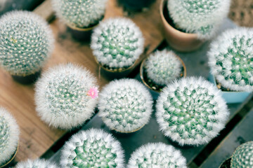 The expansion of cactus species for sale in the market.