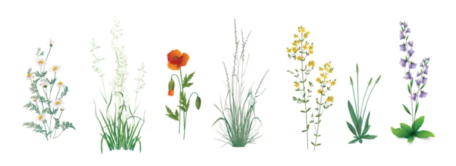 Fotobehang А set of realistic drawings of wild field, meadow, steppe (some medicinal) annual and perennial plants, garden weeds - field chamomile, wild poppy, hypericum herb, plantain, campanula, cereal herbs. © steadb