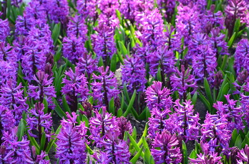 lilac hyacinths in a spring flower bed