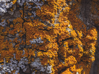 Hypogymnia physodes and Xanthoria parietina common orange lichen, yellow scale, maritime sunburst lichen