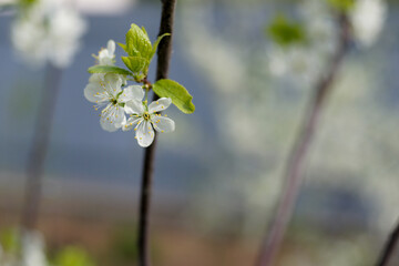 flowering trees and plants in the garden.  blurred background.