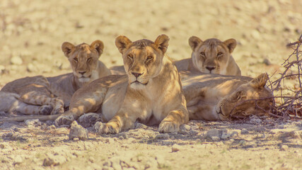 Fototapeta na wymiar Lionesses in Etosha National Park.