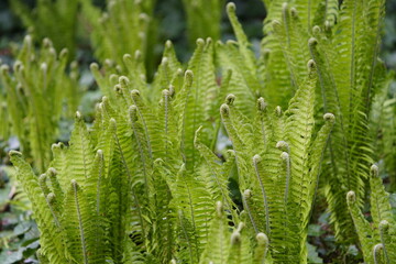 Matteuccia struthiopteris (common names ostrich fern, fiddlehead fern, or shuttlecock fern). Onocleaceae family. Hanover, Berggarten, Germany.