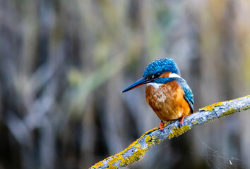 Kingfisher