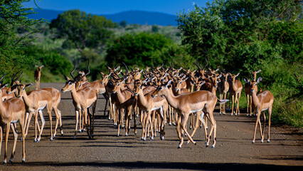 Herd of impala crossing over a road