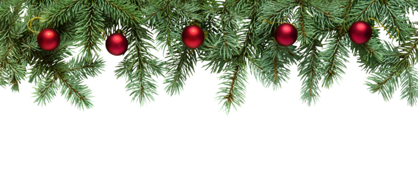 Christmas tree branches with red balls in PNG isolated on transparent background, border