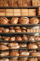 Various kind of bread with wheat top view. White bakery food concept panorama or wide banner photo.