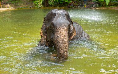 Bathing elephants in the jungle. Baby elephant splashes in the lake close-up.