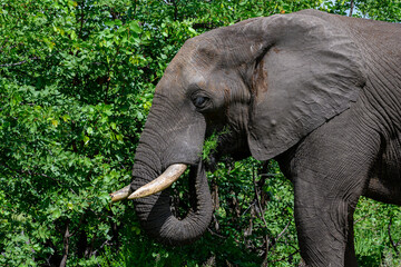 Close-up and side view of an African elephant feeding. 