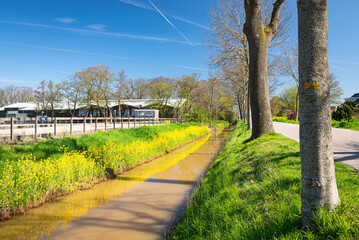 Beautiful image of yellow rapeseed on the waterfront of a ditch in Holland on a sunny spring day