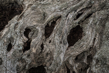 Bark of old olive tree trunk