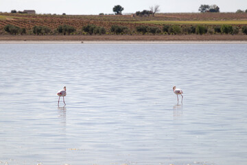 pink flamingos in natural park