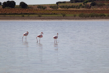 pink flamingos in natural park