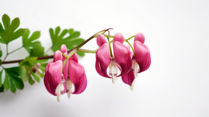 Dicentra in bloom. Floral background. Generative AI.