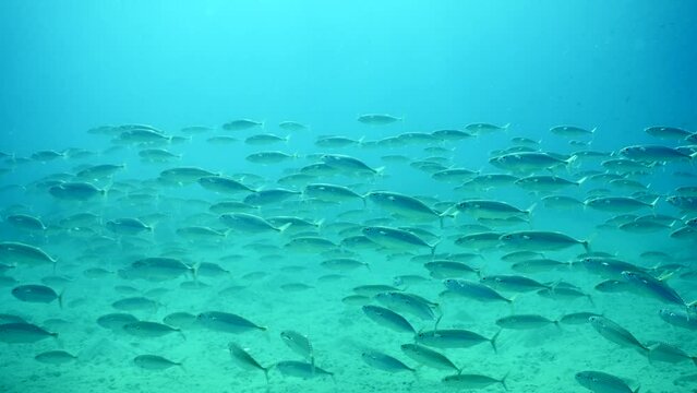 Slow motion, Large school of Mackerel fish swims over sandy seabed on bright sunny day in sunrays
