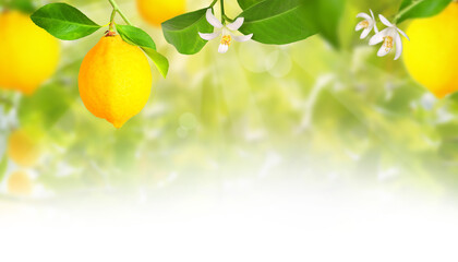 Plantation with lemon trees, transparent background	
