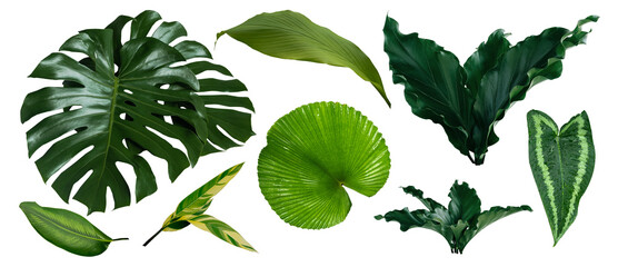 Group Plant leaves Green nature Tropical forest isolated on transparent background - png  © eakarat