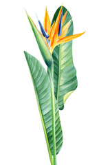 Exotic flower, palm leaves. Bird of Paradise tropical flowers on white background. Watercolor tropical flora