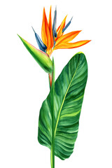 Obraz premium Exotic flower, palm leaves. Bird of Paradise tropical flowers on white background. Watercolor floral jungle
