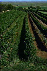 Fototapeta na wymiar Weinberg mit Reihen von Weinreben, Weinbau Hochformat