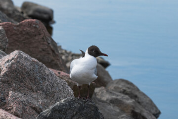 seagull standing on the rock 
