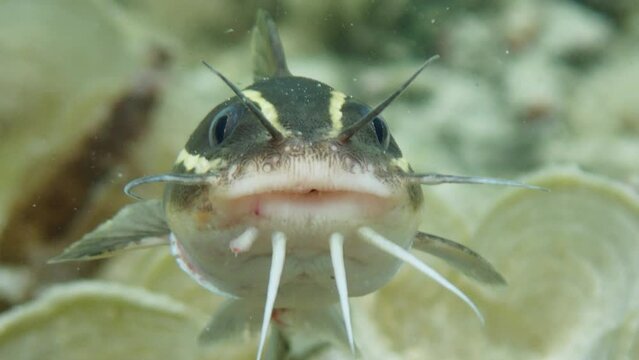 Close-up shot of a striped-eel catfish (Plotosus lineatus), 4K.