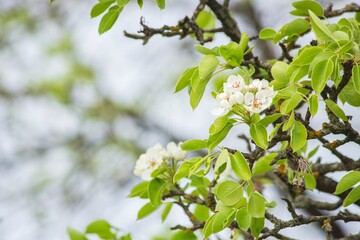 Blossoming branches of fruits trees