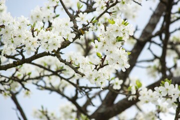 Blossoming branches of fruits trees