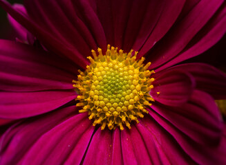 macro shot of Pink cosmos flower 