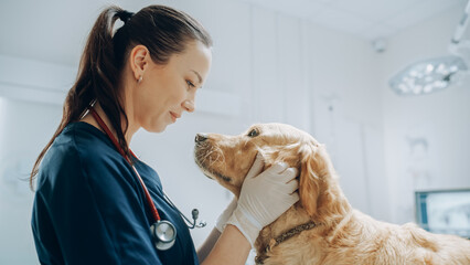 Beautiful Female Veterinarian Petting a Noble Golden Retriever Dog. Healthy Pet on a Check Up Visit...