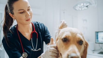 At a Modern Vet Clinic: Golden Retriever Sitting on Examination Table as a Female Veterinarian...
