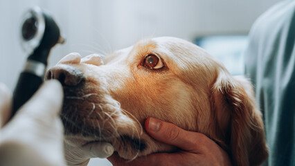 Veterinarians Examining the Eye of a Pet Golden Retriever with an Otoscope with a Flashlight. Dog...