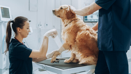 Female and Male Veterinarians Treating a Small Wound on a Foreleg of a Golden Retriever....