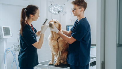 Veterinarians Examining the Eye of a Pet Golden Retriever with an Otoscope with a Flashlight. Dog...