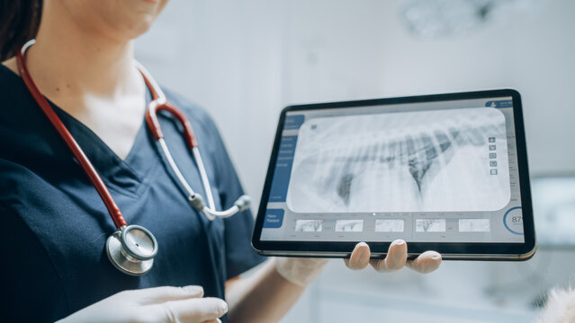 At a Modern Veterinary Clinic: Golden Retriever Pet Standing on Examination Table as a Female Veterinarian Assesses the Dog's Health on a Tablet Computer with X-Ray Scans