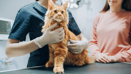 Female Veterinarian Using Stethoscope to Diagnose a Red Pet Maine Coon That is Sitting on a Check...
