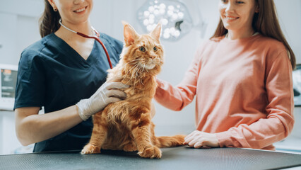 Veterinarian Using Stethoscope to Examining Breathing of a Pet Maine Coon Sitting on a Check Up Table. Cat Owner Petting the Red Cat to Calm Him Down. Visit to Veterinary Clinic