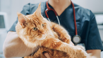 Close Up of a Professional Animal Clinic Specialist with Stethoscope Holding a Red Maine Coon in a...