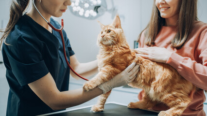 Veterinarian Using Stethoscope to Examine Breathing of a Pet Maine Coon Lying on a Check Up Table....