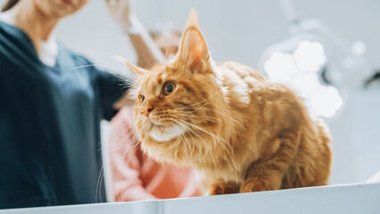 Portrait of a Curious Red Maine Coon During a Check Up Visit to a Veterinary Clinic. Cat Sitting on...