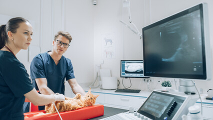 Red Maine Coon Lying on an Examination Table at a Modern Veterinary Clinic. Veterinarian Evaluating the Health of a Pet and Using Ultrasound Probe for Diagnosing the Cat