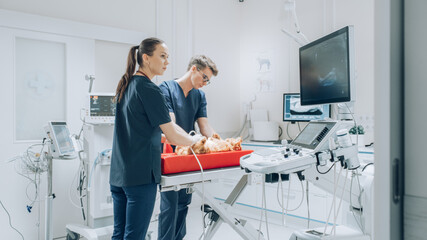 Female Veterinarian Using a Probe to Diagnose a Red Maine Coon That is Laying on a Check Up Table. Handsome Vet Assistant Holding the Kitten to Calm Him Down. Ultrasound Images Appear on Monitor
