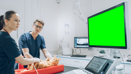 Veterinarians Using Ultrasound Equipment with Green Screen to Examine a Pet Maine Coon Lying on a Check Up Table. Young Professional Vet Holding and Petting the Kitten to Calm Him Down
